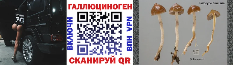 Купить закладки Кондопога Галлюциногенные грибы Psilocybine cubensis